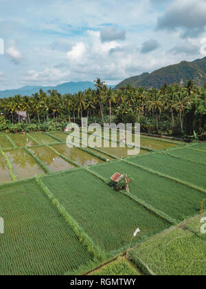 Indonesia, Bali, Candidasa, vista aerea di campi di riso Foto Stock