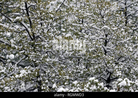 A view of trees covered in snow in northern Arizona. Foto Stock