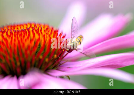 Close-up immagine di un Hover-fly per raccogliere il polline da un estate purple Coneflower, Echinacea purpurea Foto Stock