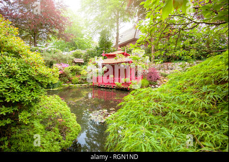 Close-up immagine di un bellissimo stile Giapponese tradizionale giardino con acqua calma e Acer palmatum Foto Stock