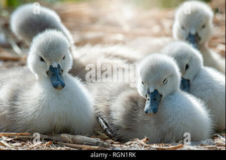 Close-up immagine del Cigno Cygnets - Cygnus olor godendo il sole primaverile Foto Stock