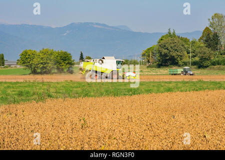 Una mietitrebbia in un campo di soia la mietitura del raccolto autunnale in Friuli Venezia Giulia, Nord est Italia Foto Stock