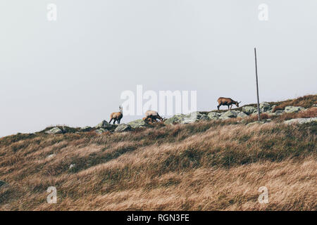 Gruppo di camosci in piedi all'orizzonte in montagna Foto Stock