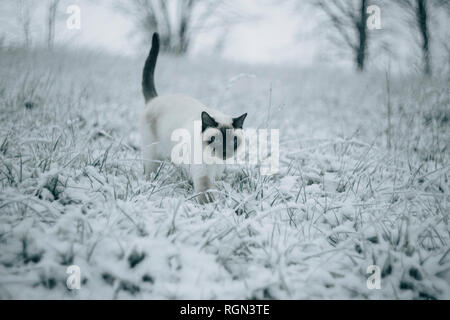 Gatto siamese gatto camminando sul Prato Nevoso Foto Stock