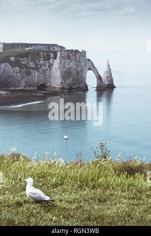 Silbermöwe und Blick auf Porte d'Aval und Felsen Aiguille, Étrettat, Normandie, Frankreich Foto Stock