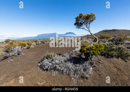 Reunion, Reunion, il Parco Nazionale del Piton de la Fournaise, Route du volcan, Plaine des Sables Foto Stock