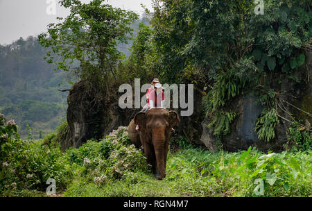 Thailandia Chiang Mai provincia, Ran Tong elefante santuario, trekking elefante Foto Stock