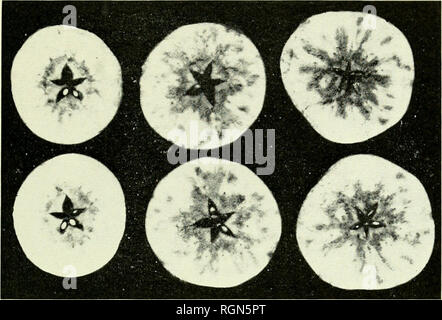 . Bollettino - Massachusetts Stazione di Esperimento Agricola. Agricoltura -- Massachusetts. Relazione annuale 1939 53. Cortland mele mostrando sughero interna a causa di una carenza di boro. La condizione di queste mele non migliora durante lo stoccaggio. (Vedere pagina 87). Si prega di notare che queste immagini vengono estratte dalla pagina sottoposta a scansione di immagini che possono essere state migliorate digitalmente per la leggibilità - Colorazione e aspetto di queste illustrazioni potrebbero non perfettamente assomigliano al lavoro originale. Massachusetts Stazione di Esperimento Agricola. Amherst, Massachusetts : Stazione di Esperimento Agricola, 1907-1974 Foto Stock