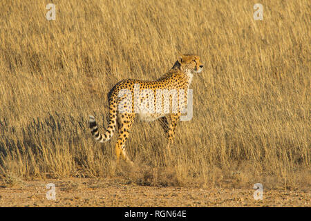 Sud Africa, il Kalahari Parco transfrontaliero, ghepardo, Acinonyx jubatus Foto Stock