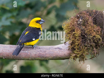 Un Black-thighed Grosbeak (tibiale Pheucticus) appollaiato su un ramo. Costa Rica, America centrale. Foto Stock