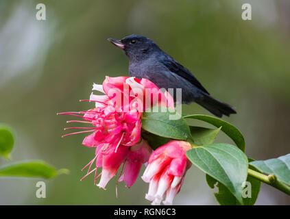 Slaty Flowerpiercer (Diglossa plumbea) alimentazione su fiori di colore rosa. Costa Rica, America centrale. Foto Stock