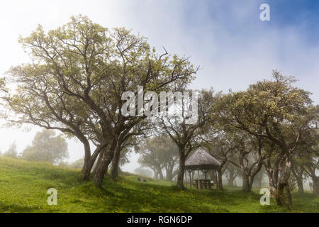 Reunion, Reunion National Park, Route du volcan, area pic-nic Foto Stock