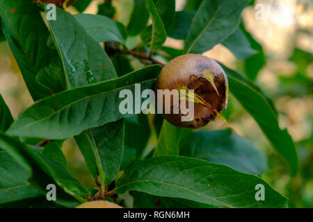 Nespola frutto, Mespilus germanica, close-up Foto Stock