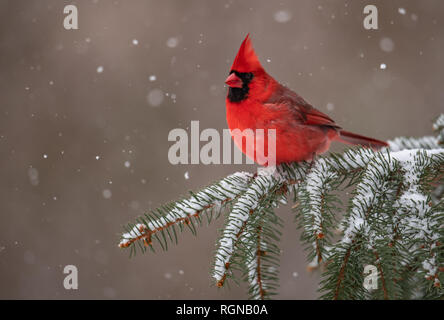 Il Cardinale nella neve Foto Stock