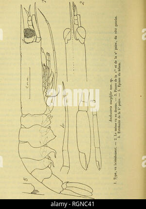 . Bulletin du MuseÌum d'histoire Naturelle. Storia naturale. Â Ã Â OS. Si prega di notare che queste immagini vengono estratte dalla pagina sottoposta a scansione di immagini che possono essere state migliorate digitalmente per la leggibilità - Colorazione e aspetto di queste illustrazioni potrebbero non perfettamente assomigliano al lavoro originale. MuseÌum national d'histoire Naturelle (Parigi). Parigi : Impr. nationale Foto Stock