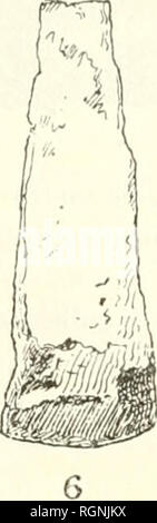 . Bulletin du Musum national d'histoire Naturelle. Storia naturale. . Si prega di notare che queste immagini vengono estratte dalla pagina sottoposta a scansione di immagini che possono essere state migliorate digitalmente per la leggibilità - Colorazione e aspetto di queste illustrazioni potrebbero non perfettamente assomigliano al lavoro originale. Musum national d'histoire Naturelle (Francia). Paris : Imprimerie nationale Foto Stock