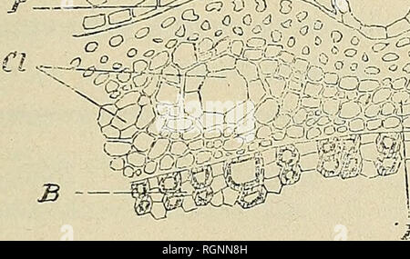 . Bulletin de l'Herbier Boissier. Piante. (252) Giovanni bricchetta. OMBELLIFÃRES TERRESTRES. 441 infÃ©rieure, L'Ã©pidÃ©mie, dans ces nervures, est plus papilleux, Ã Ã©lÃ©menz plus petits, Ã parois externes plus fortement sclÃ©rifiÃ©es et entiÃ¨rement cuticularisÃ©es. Les saillies des nervures sont entiÃ¨rement remplies, sous l'Ã©pidÃ©mie par onu caractÃ collenchyme©risÃ©, Ã gros Ã©lÃ©menz. A la faccia supÃ©rieure, le collenchyme passe graduellement à l'endoxyle parenchy- mateux et tendre. A la faccia infÃ©rieure il vient s'appuyer contre onu gros canal sÃ©crÃ©teur qui accompagne le faisceau. Parfois, su Foto Stock