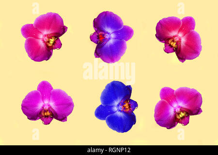 Serie di brillanti fiori di orchidea isolato su sfondo color pastello. Tropical motivo floreale. Vista superiore Foto Stock