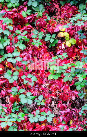 Autunnale di colore brillante immagine di una parete con colorati viola,il rosso e il verde delle foglie e il fogliame di un disegno di fondo la fotografia Foto Stock