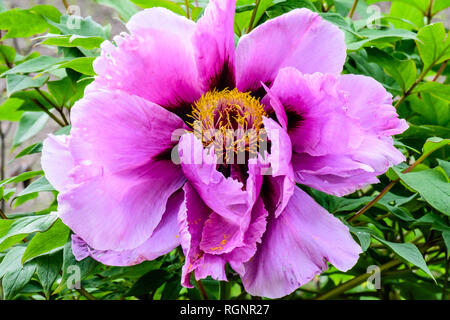 Il colore floreale di fiori all'aperto macro ritratto di un singolo isolato lussureggianti rosa peonia fiore naturale su sfondo verde Foto Stock