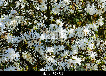 Colore esterno foto di un fiore bianco albero di magnolia con molti fiori presi sotto il sole Foto Stock
