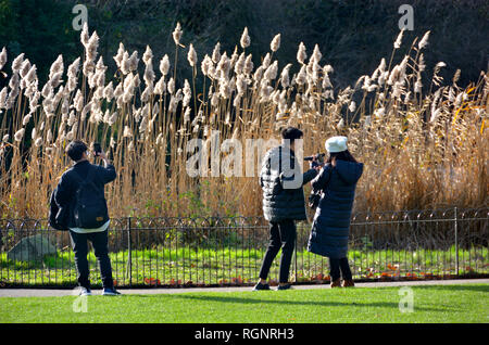 St James Park in inverno, Londra, Inghilterra, Regno Unito. Foto Stock