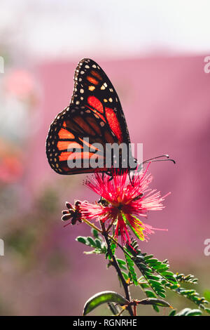 Farfalla monarca sul fiore Foto Stock