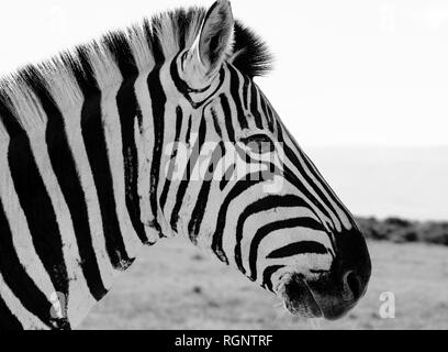 In bianco e nero sul lato esterno della testa ritratto animale di un singolo isolato zebra in una giornata di sole preso in Sud Africa Foto Stock