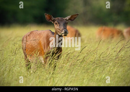 Red Deer hind in estate con la mandria in background Foto Stock