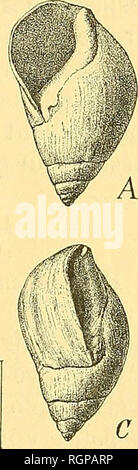 . Bulletin de la SociÃ©tÃ© gÃ©ologique de France. La geologia. 1898 SUR LA BORDURA TERTIAIRE DU JURA UN L'Ouest du Bugey 29 Melanopsis Depereti Boistel. Kurr Kleini., var. Valentinensis Font. La bitinia Leberonensis Fisch. et Tourn., var. Dolphin Ã©mis Font. Â Â â â Neyronensis Font. Nematurella ovata Bronn. Â Lugdunensis Tourn. Valvata Kupensis Fuchs. tour sur une largeur presque Ã©GALE Ã la moitiÃ© de la partie qui reste dÃ©couverte de l'avant-dernier tour; â labre presque droit (Ã peine onu faible sinus prÃ¨s de la sutura) ; Ã peine obliquo di par rapport à l'ax de la coquille. La figura 3 reprÃ©inviato Foto Stock