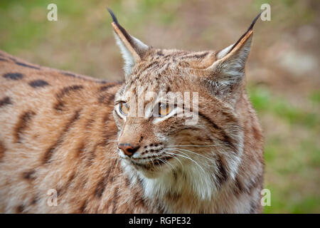 Dettagliato di close-up di adulto eursian lince in autunno foresta con sfondo sfocato Foto Stock