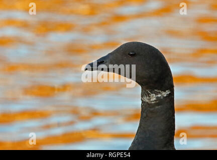 Oca Brenta / Brenta / Branta bernicla, testa Foto Stock