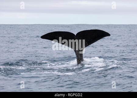 Pottwal, Fluke, Pott-Wal, Pottwale, Potwal, Physeter macrocephalus, Physeter catodon, capodoglio, Kaschelot capodoglio, grande capodoglio, cachalot, Foto Stock