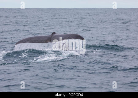 Pottwal, Fluke, Pott-Wal, Pottwale, Potwal, Physeter macrocephalus, Physeter catodon, capodoglio, Kaschelot capodoglio, grande capodoglio, cachalot, Foto Stock