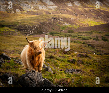 Un scozzese Highland mucca contro uno sfondo montano sull'Isola di Skye Foto Stock