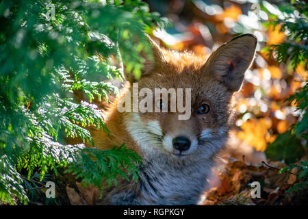 Ritratto di un red fox guardando nella telecamera Foto Stock