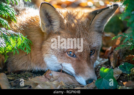 Ritratto di un red fox guardando nella telecamera Foto Stock