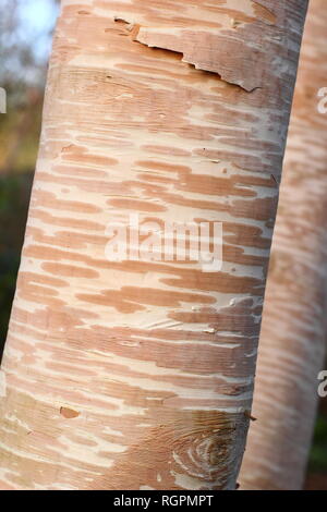 Crema rosa e corteccia di Betula ermanii 'Grayswood Hill', talvolta chiamato Erman betulla dell 'Grayswood Hill', Novembre, REGNO UNITO Foto Stock