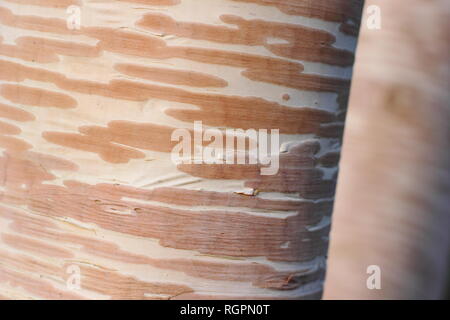 Crema rosa e corteccia di Betula ermanii 'Grayswood Hill', talvolta chiamato Erman betulla dell 'Grayswood Hill', Novembre, REGNO UNITO Foto Stock