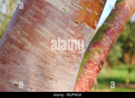 Betula utilis (subsp. albosinensis) "fascino" corteccia. Cremosa tonalità rosa di betulla 'fascino' corteccia in inverno, REGNO UNITO Foto Stock