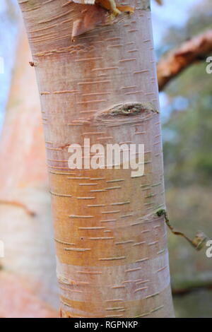 Betula albosinensis Hergest, rosso cinese, Betulla, Novembre, GIARDINO DEL REGNO UNITO Foto Stock