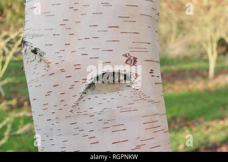 Vistosa corteccia di Betula 'Charlotte' betulla in inverno Foto Stock