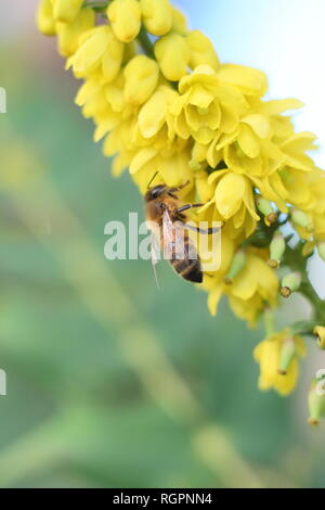 Apis mellifera alimentazione su Mahonia x media 'in corso.' Honey Bee alimentazione su fioritura invernale arbusto Mahonia in dicembre, REGNO UNITO Foto Stock