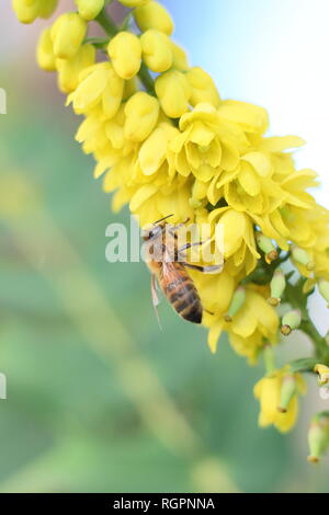 Apis mellifera alimentazione su Mahonia x media 'in corso.' Honey Bee alimentazione su fioritura invernale arbusto Mahonia in dicembre, REGNO UNITO Foto Stock