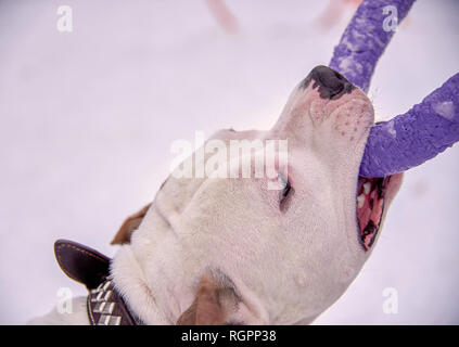 Staffordshire Terrier giocare in strada in inverno. Ritratto Foto Stock