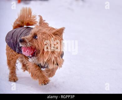 Norwich Terrier giocare al di fuori in inverno, copypaste Foto Stock