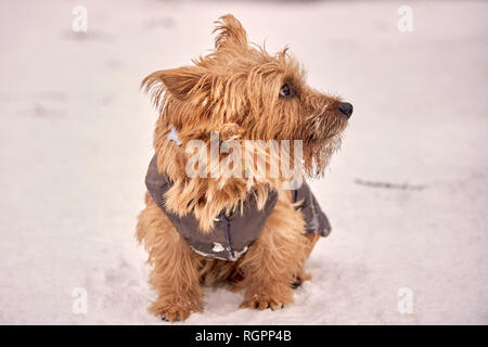 Norwich Terrier giocare al di fuori in inverno, copypaste Foto Stock