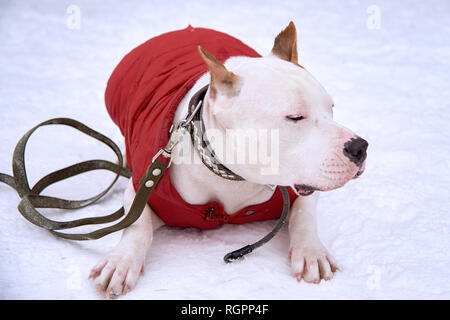 Staffordshire Terrier giace sulla neve sulla strada in inverno. Carino Foto Stock