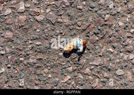 Una vista ravvicinata di un usato cigerette bud giacente sulla strada asfaltata Foto Stock