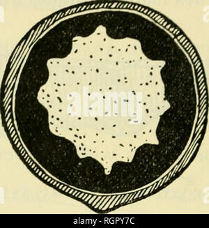 . Bulletin de la Société neuchloise des Sciences Naturelles. Scienza e storia naturale. - 18 - 13. Leo.ntopodii Jacotia m.m M, lieauverd. Exemplaire mâle.. Fig. 22. 14. Leontopodium Evax, Beauverd. Ermafroditi Exemplaire.. Si prega di notare che queste immagini vengono estratte dalla pagina sottoposta a scansione di immagini che possono essere state migliorate digitalmente per la leggibilità - Colorazione e aspetto di queste illustrazioni potrebbero non perfettamente assomigliano al lavoro originale. Soci neuchloise des Sciences Naturelles. Neuchl : Impr. wolfrath Foto Stock